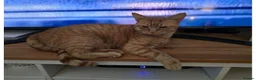 British Shorthair cats for sale: Female looking for home - Advert 3