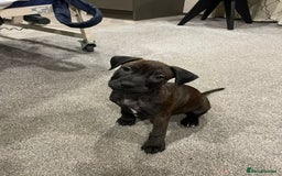 Staffordshire Bull Terrier dogs for sale: Puppy for sale  - Advert 2