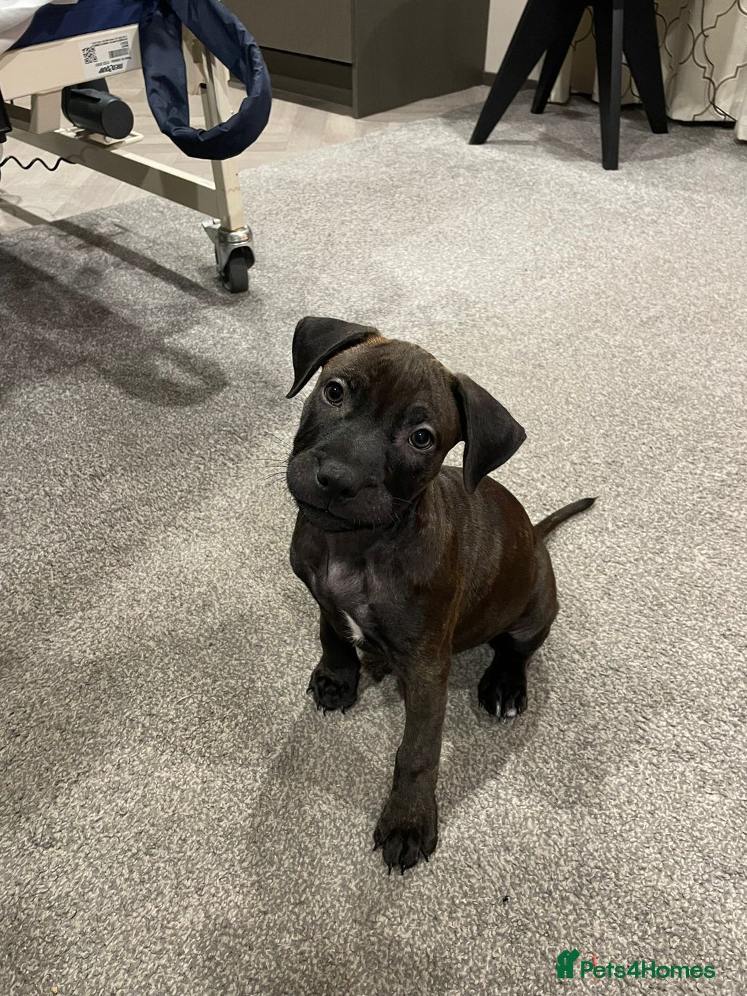 Staffordshire Bull Terrier dogs for sale: Puppy for sale  - Advert 2