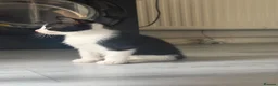 Mixed Breed cats for sale: Kittens  in London - Advert 5