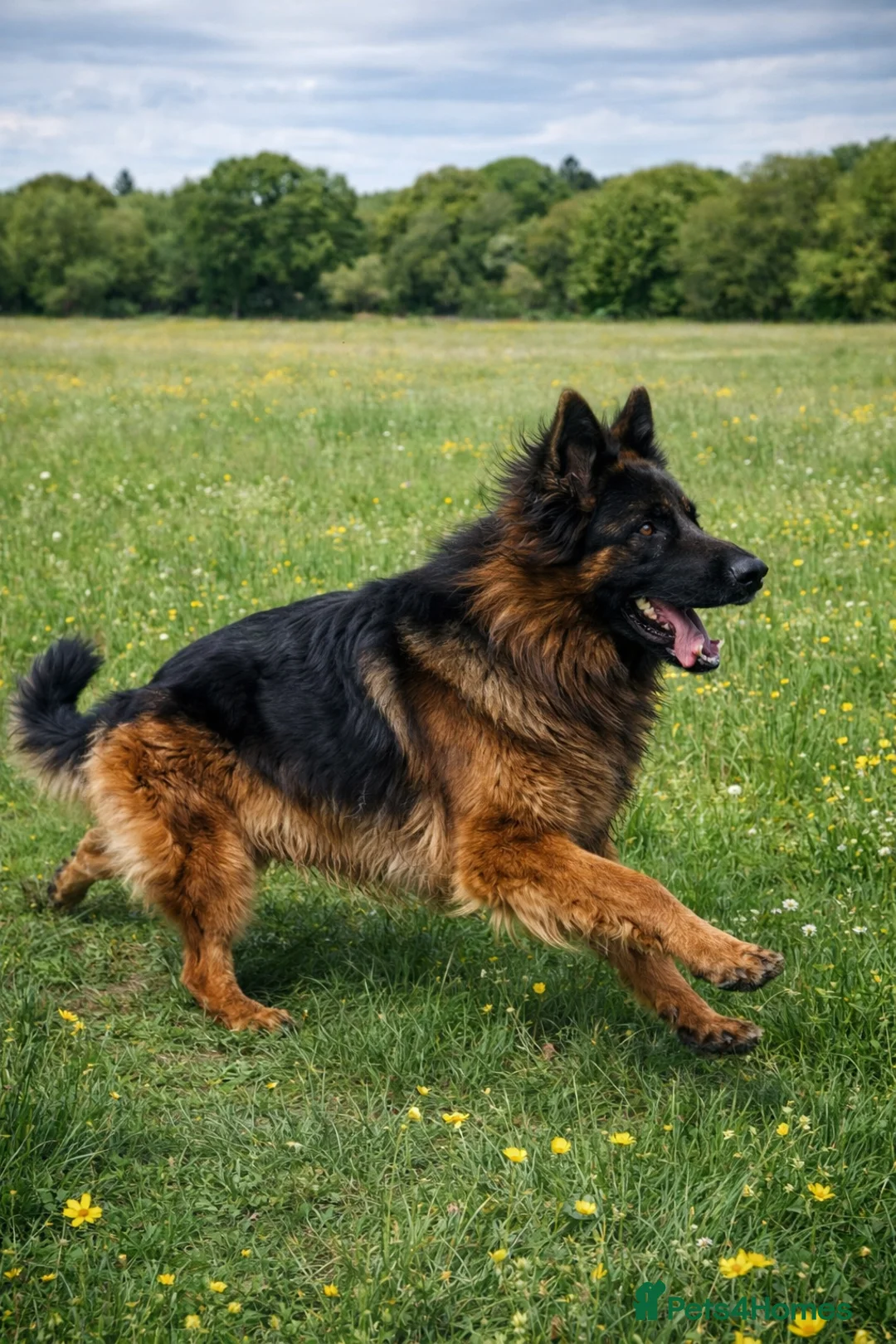 German Shepherd dogs for stud: KC REG FULLY HEALTH TESTED German Shepherd Stud in Macclesfield - Advert 15