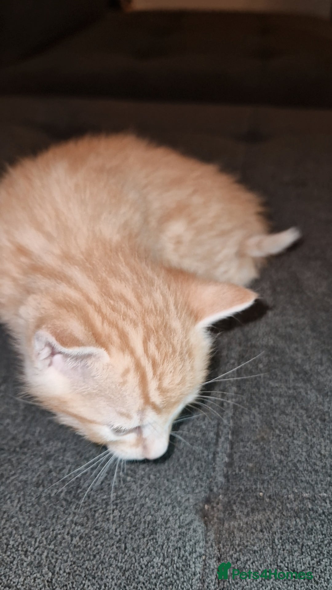 Bengal cats for sale: Absolutely Stunning Bengals  - Image 8