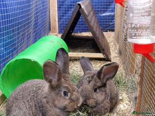 Mixed Breed rabbits Male rabbits looking for their loving homes.x - Advert 23