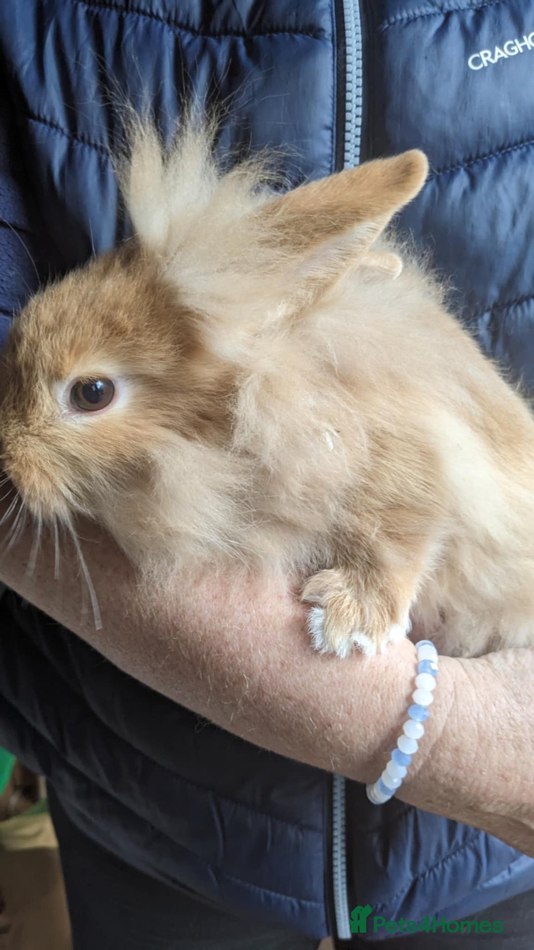 Lionhead rabbits for sale: Very Tame Lionheads - Advert 4