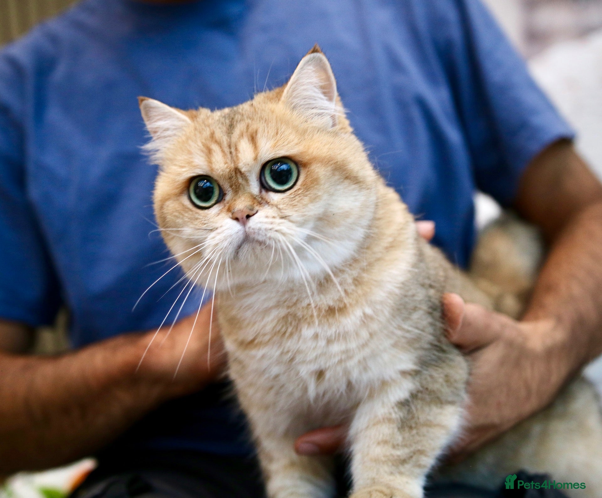 British Shorthair cats BSH retired Queen, very young  - Advert 2