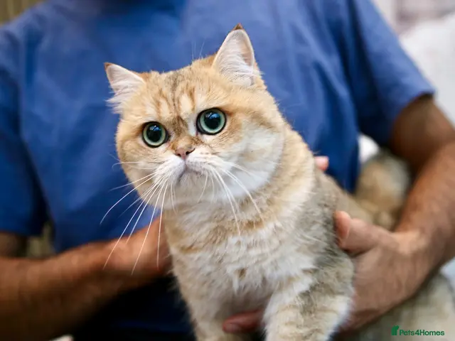 British Shorthair cats for sale: BSH retired Queen, very young - Advert 23
