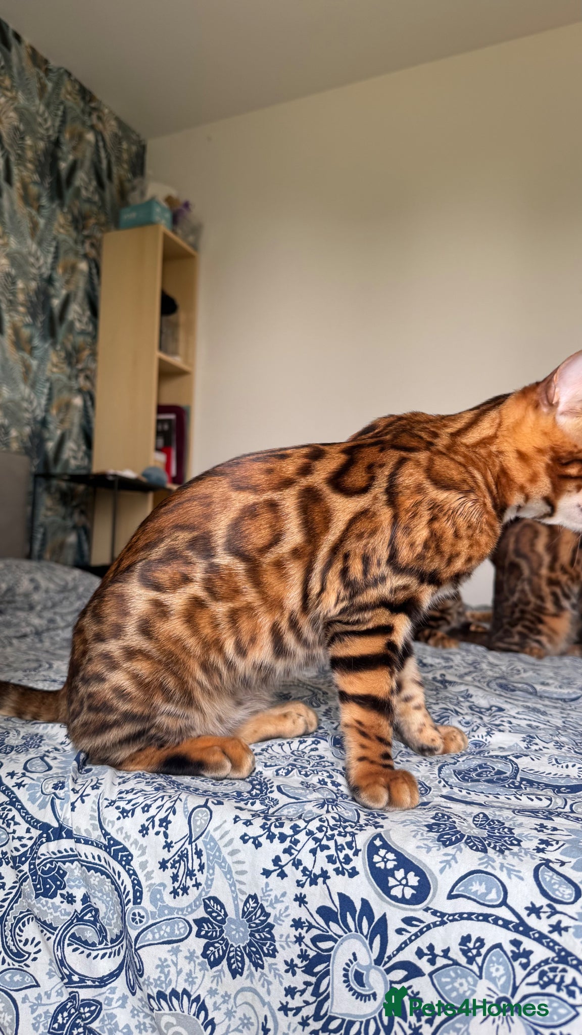 Bengal cats for sale: TICA Bengal cats adorable educated with kid NO UK  in London - Advert 37
