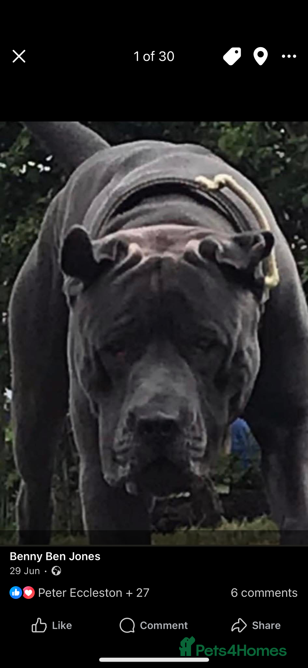 Mixed Breed dogs for sale: Presa Canario x Cane Corso  - Image 14
