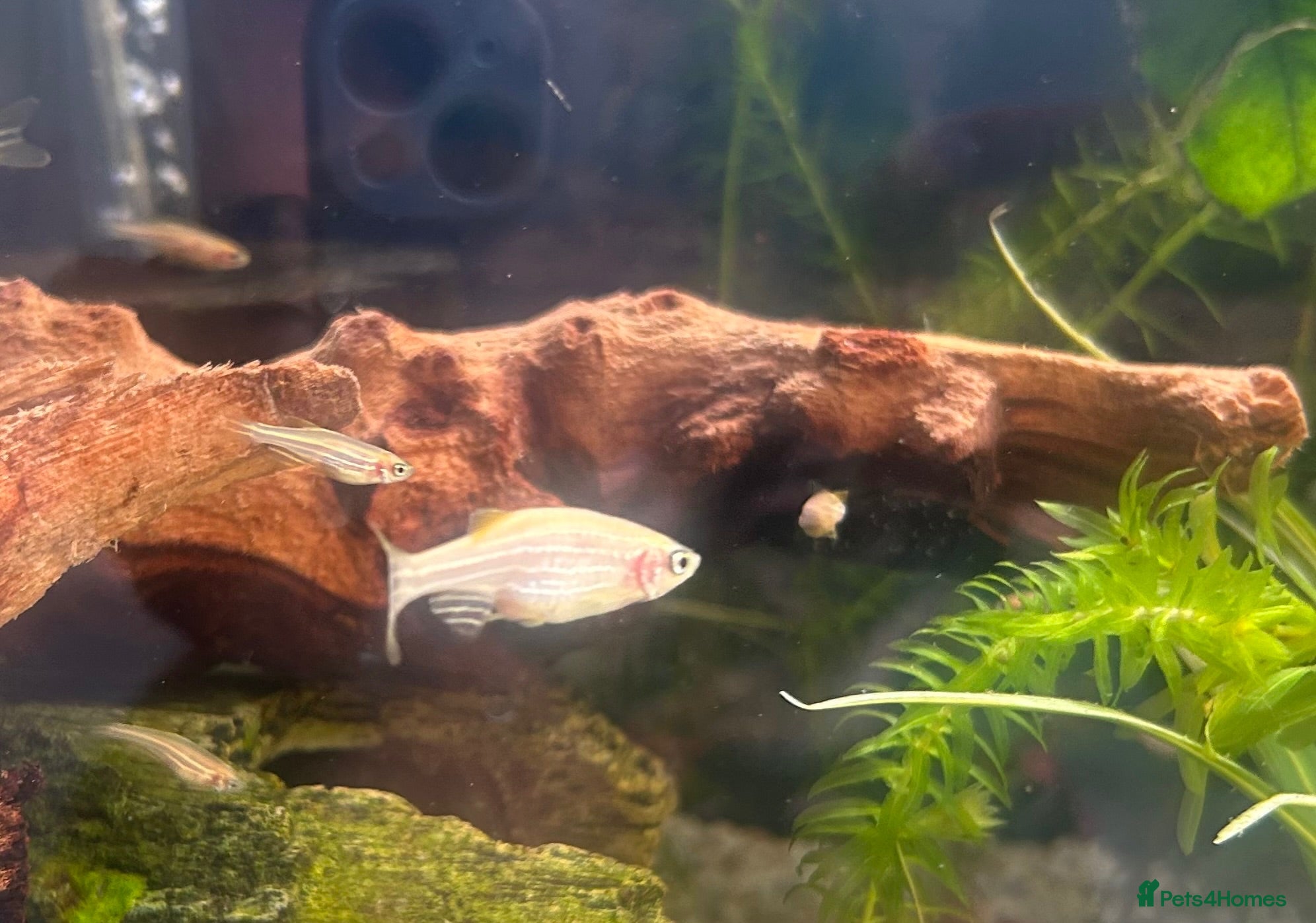 Danios fish Baby Golden Danio  - Advert 5