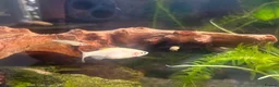Danios fish for sale: Baby Golden Danio  - Advert 1