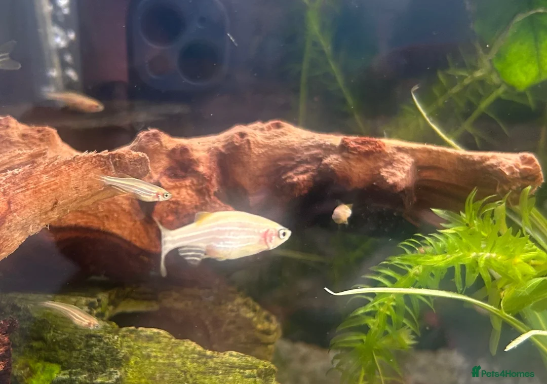 Danios fish for sale: Baby Golden Danio  - Advert 1