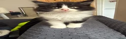 Mixed Breed cats for sale: Snowshoe kittens🐾 - Advert 5