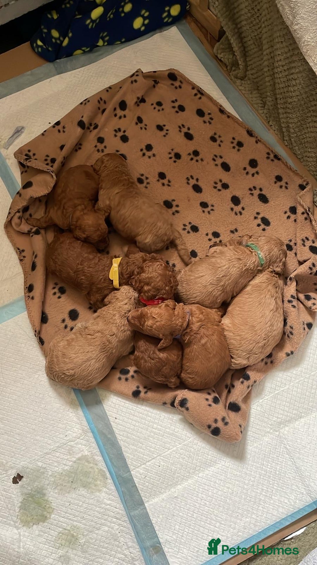 Poodle dogs for sale: Red Standard Poodle Puppies -KC 5-Gen Parents  - Image 1