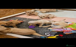 Golden Retriever dogs for stud: EXTENSIVELY HEALTH TESTED, KC Reg PROVEN in Bishop Auckland - Image 6