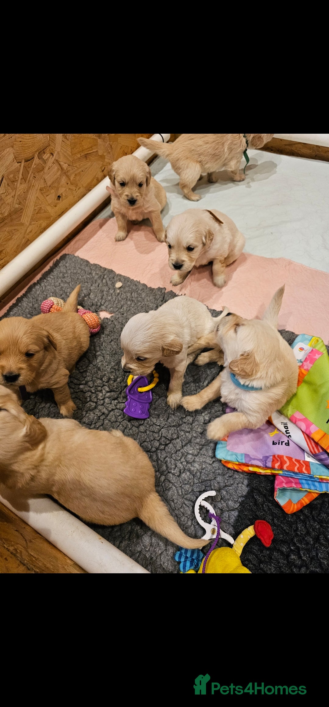 Golden Retriever dogs for stud: EXTENSIVELY HEALTH TESTED, KC Reg PROVEN in Bishop Auckland - Image 6