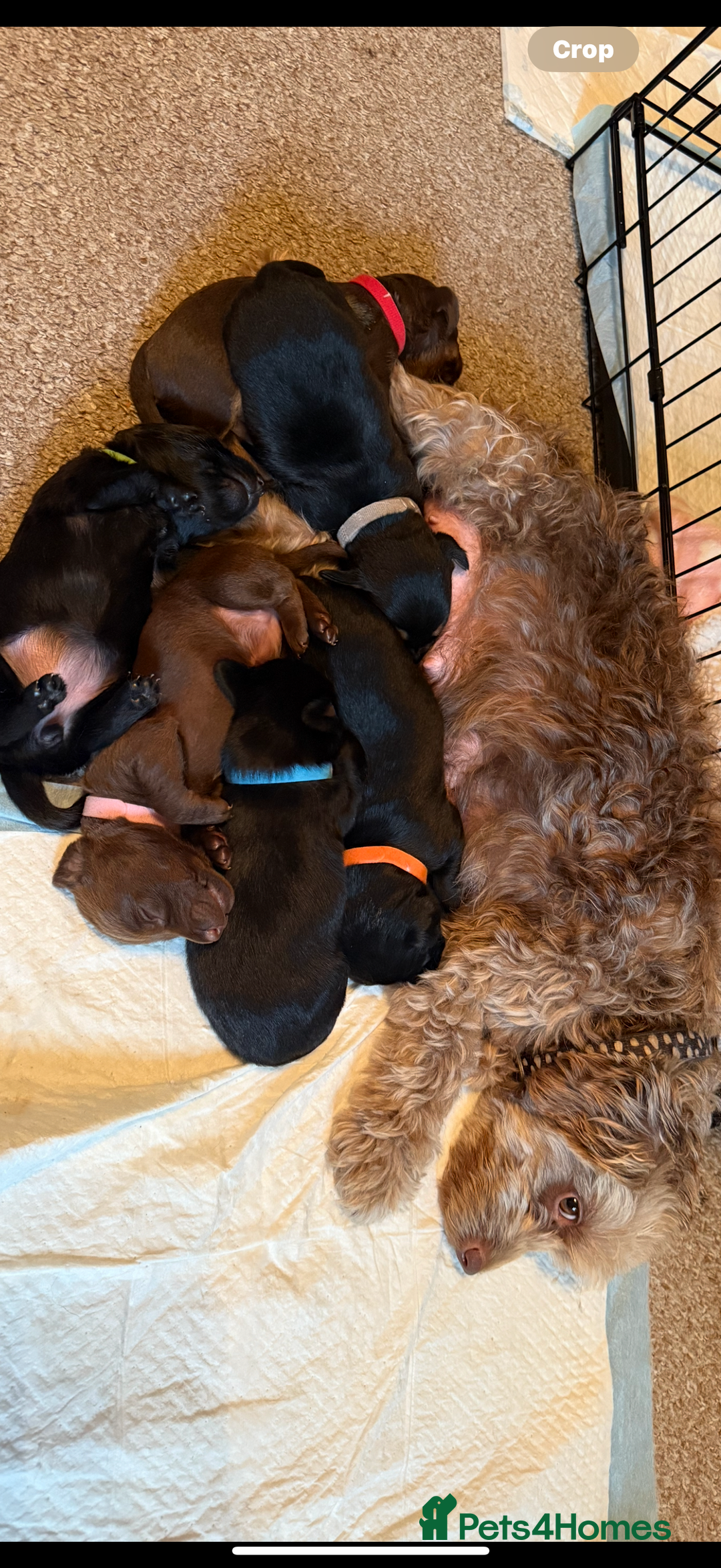 Mixed Breed dogs for sale: Litter of Jackapoo cross Dachshund puppies  - Image 6