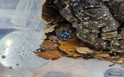 Frog reptiles for sale: Bioactive Planted 40×40×60cm Vivarium+2 dartfrogs  - Image 3