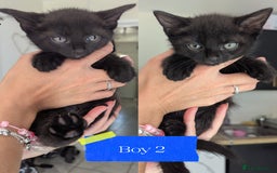 Mixed Breed cats for sale: 5 beautiful mix breeds  - Image 3