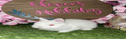 Netherland Dwarf rabbits for sale: Pedigree Netherland dwarfs - Advert 2