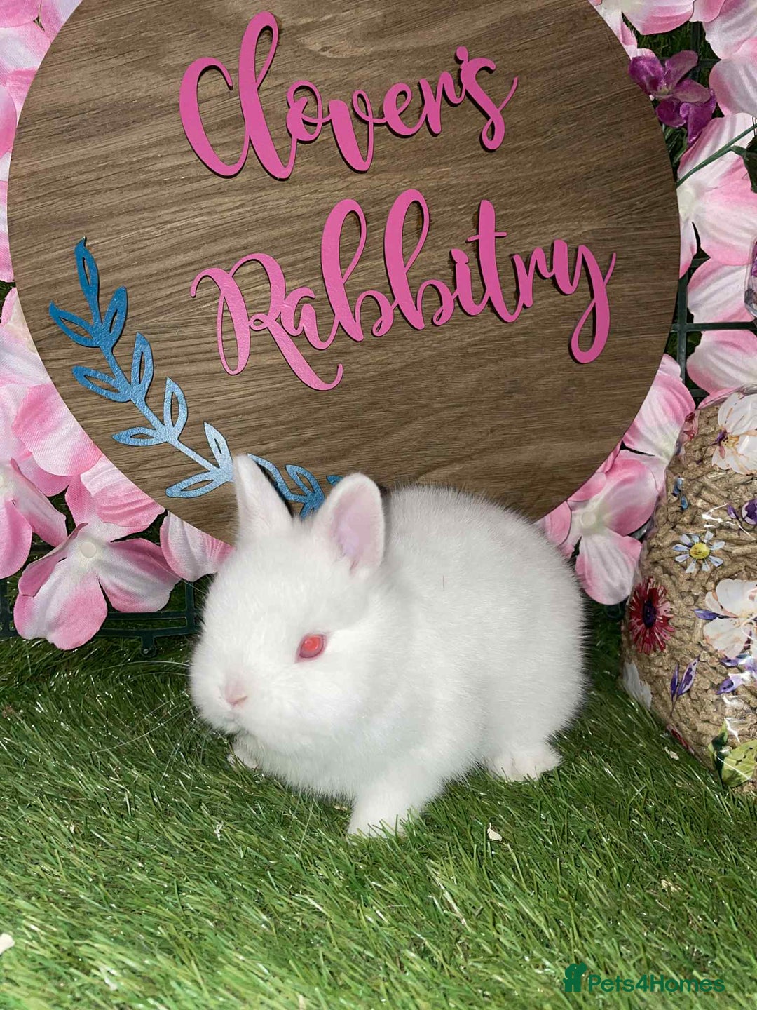 Netherland Dwarf rabbits for sale: Pedigree Netherland dwarfs - Advert 2