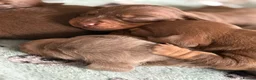 Dachshund dogs for sale:  Stunning KC REGISTERED dachshund puppy’s  in Bedford - Advert 6