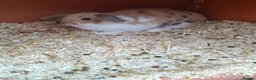 Mini Lop rabbits for sale: 5month old female in Hexham - Advert 1