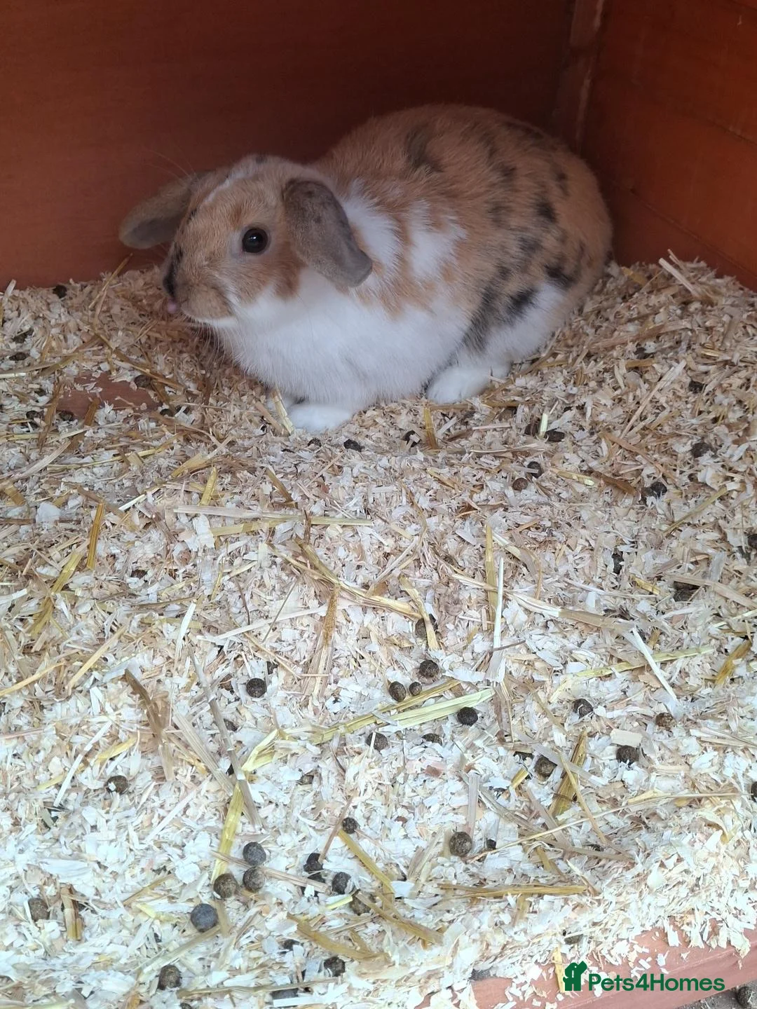 Mini Lop rabbits for sale: 5month old female in Hexham - Advert 1