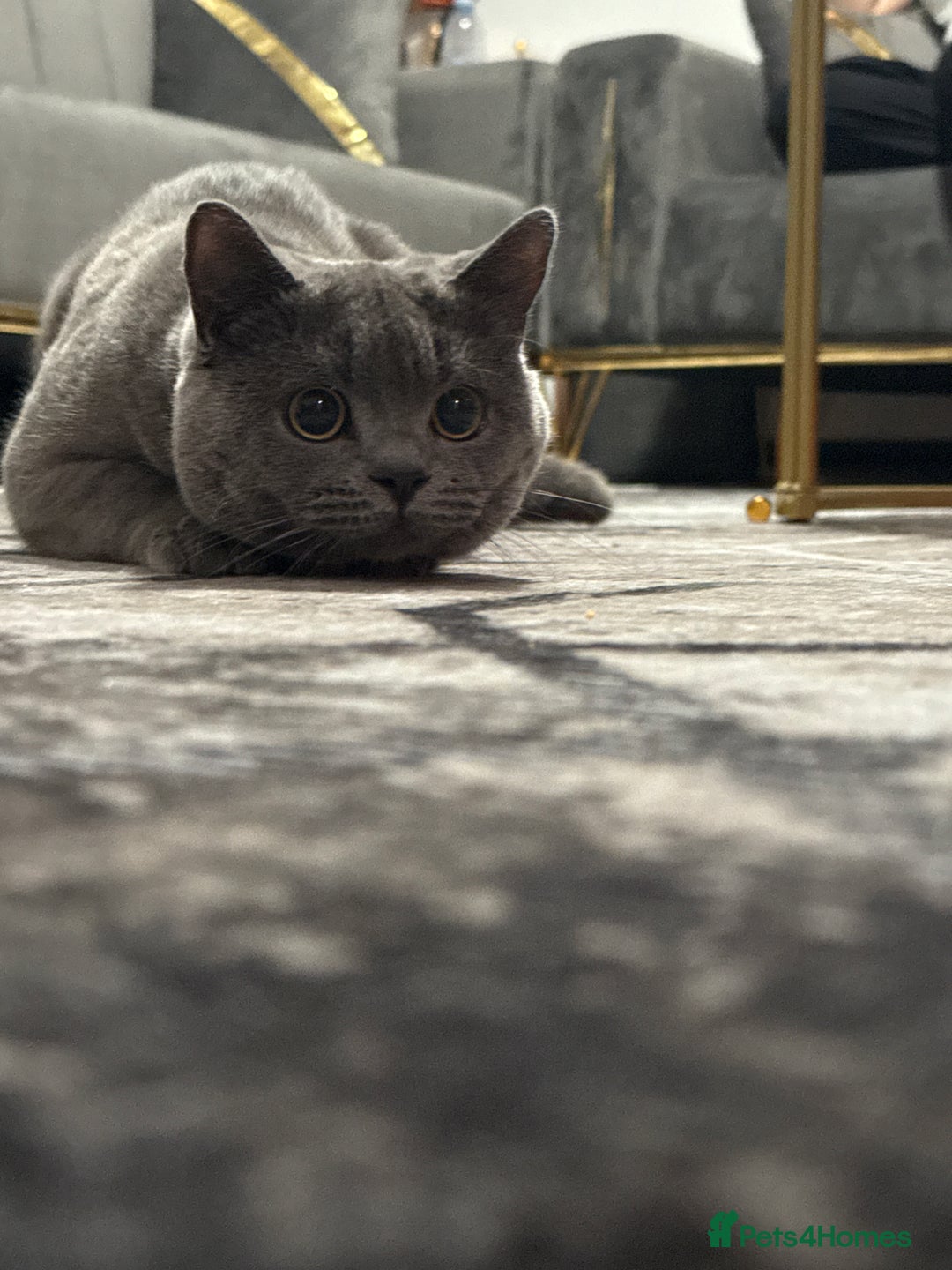 British Shorthair cats for stud: handsome british shorthair ready for his stud - Advert 4