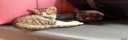 British Shorthair cats for sale: 2 kittens ready now… - Advert 5