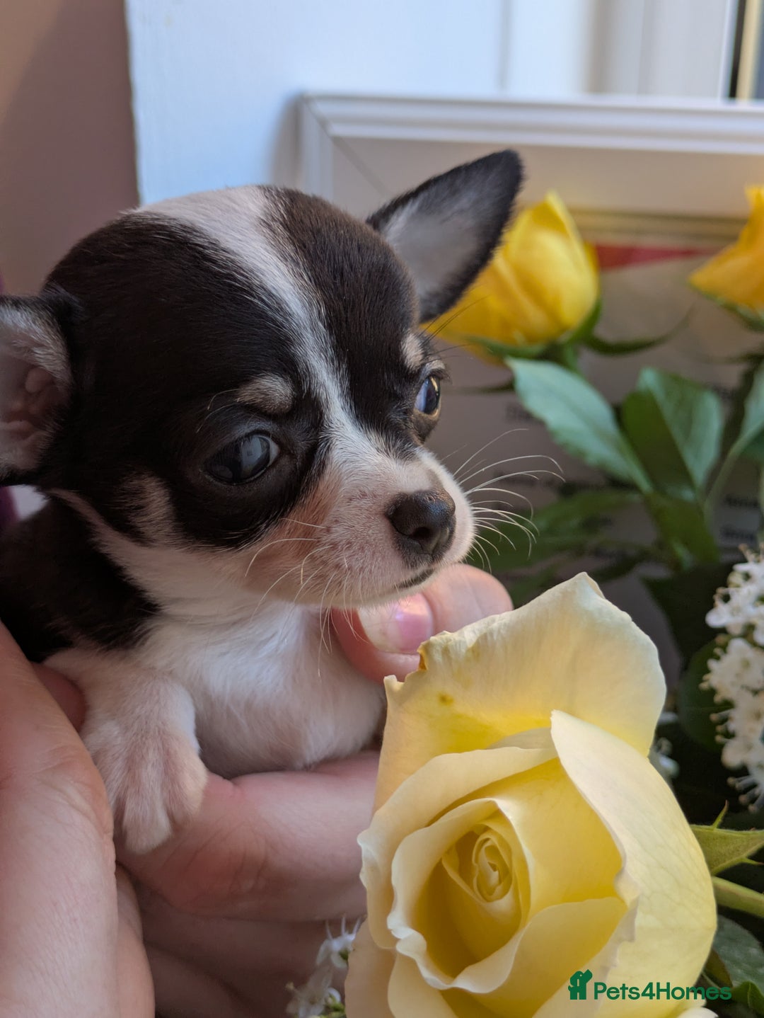 Chihuahua dogs for sale: Rare colour and tiny pedigree Chihuahuas  - Advert 8