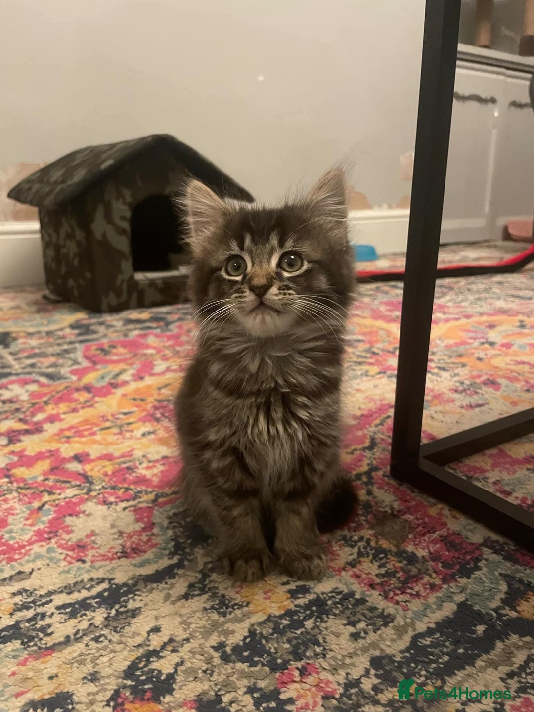 Mixed Breed cats for sale: Male Cat - Image 2