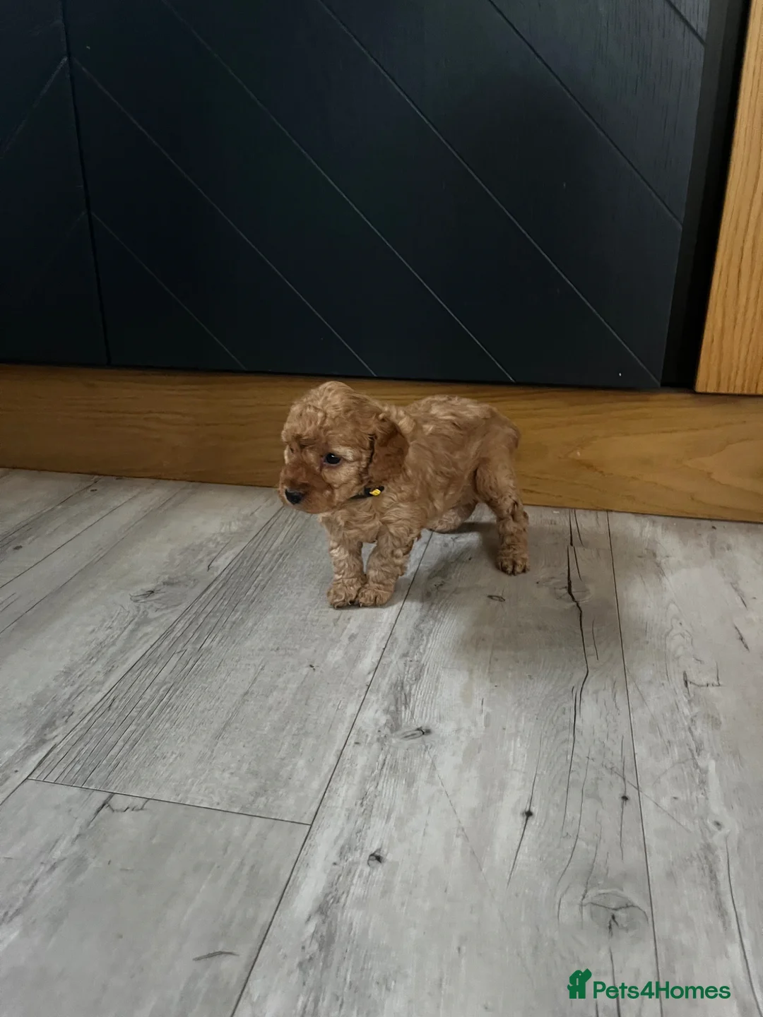 Cockapoo dogs for sale: Miniature f1b Cockapoo DNA clear 🐶  - Advert 10