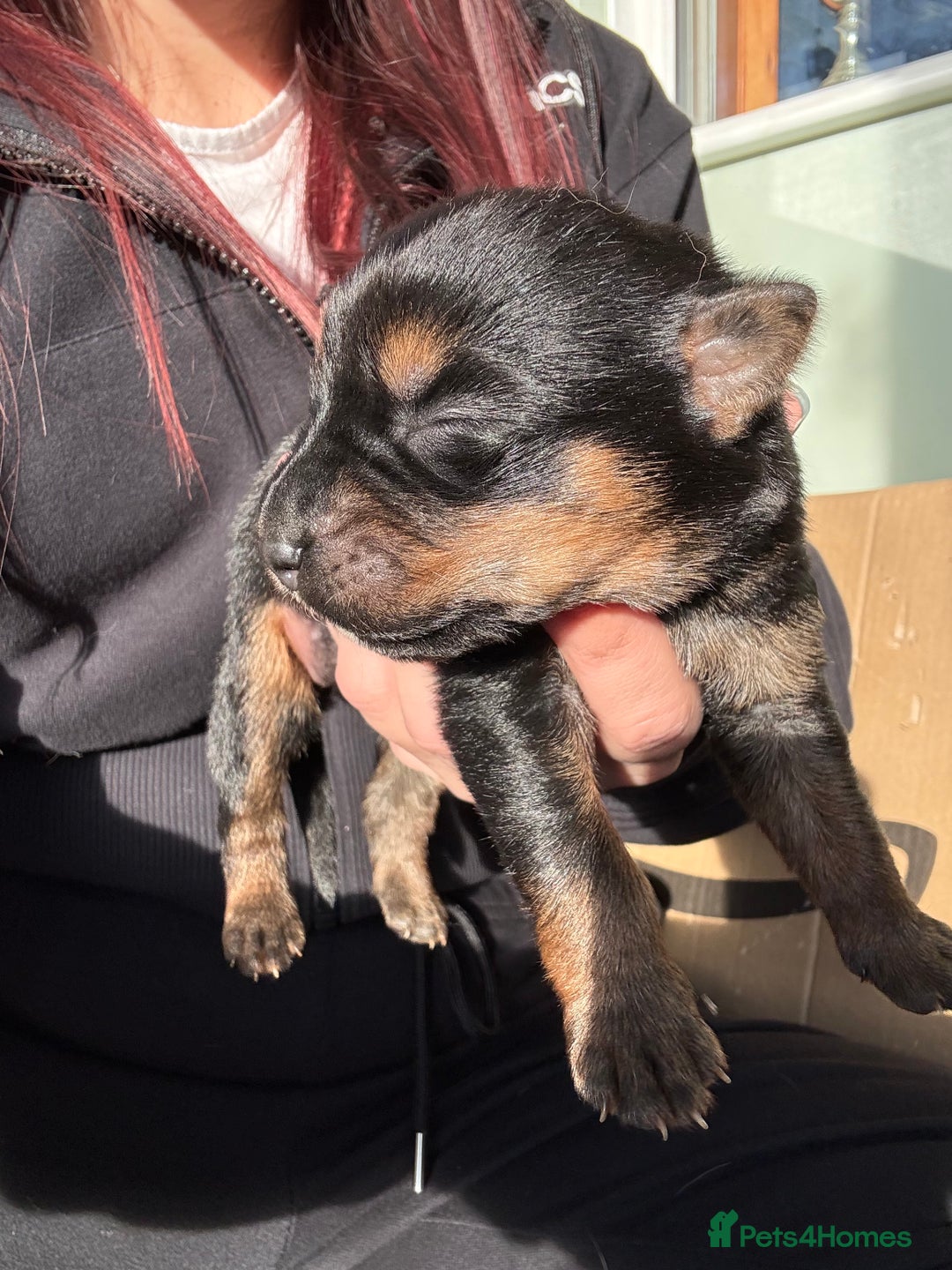 Mixed Breed dogs for sale: Shepweiler Puppies (GSD x Rottie) - Advert 8