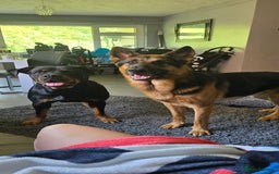 Mixed Breed dogs for sale: Rottweiler × german shepherd puppies - Image 2