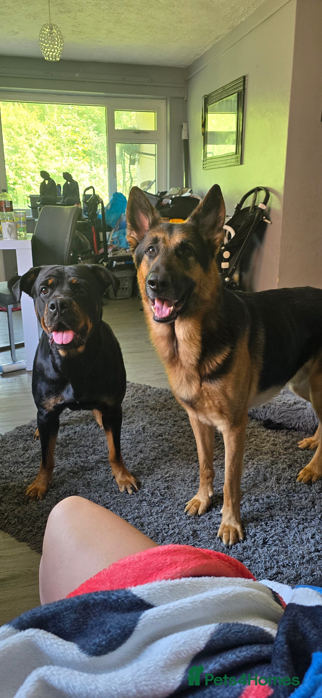Mixed Breed dogs for sale: Rottweiler × german shepherd puppies - Image 2