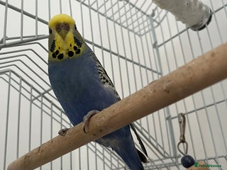 Budgerigars birds - Advert 10