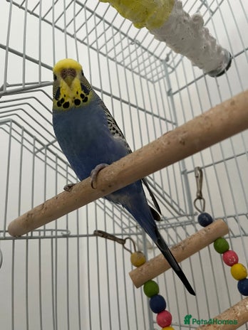 Budgerigars birds - Advert 5