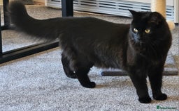 Mixed Breed cats for sale: Mena - Female, black, medium long hair. - Image 2