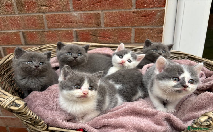 British Shorthair cats - Advert 9
