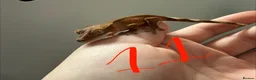 Gecko reptiles for sale: 12 x Crested Gecko babies - Advert 12