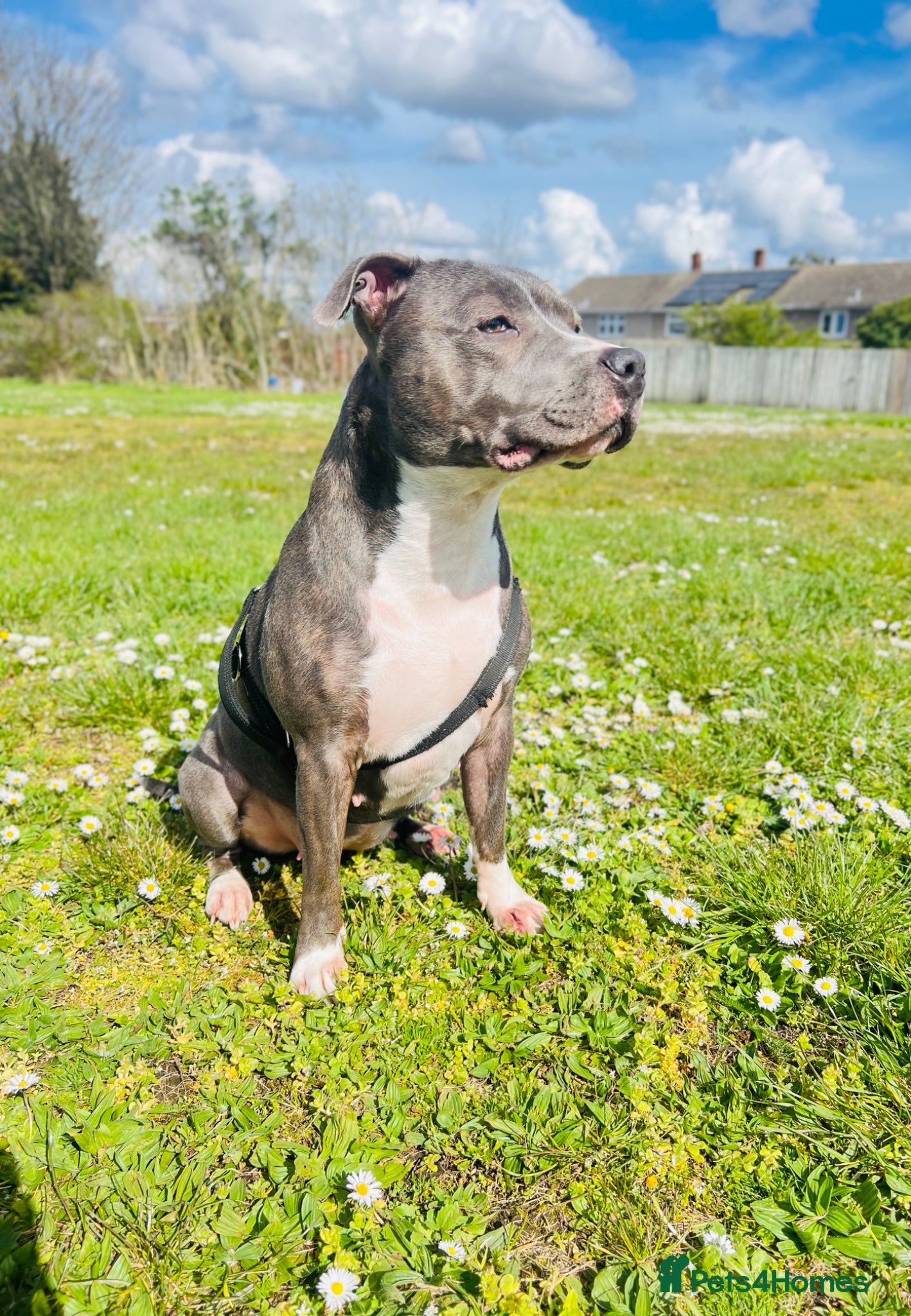Staffordshire Bull Terrier dogs for sale: Beautiful Blue Staffordshire Bull Terrier Puppy - Advert 3