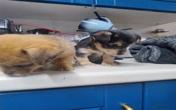 Mixed Breed dogs for sale: One female puppy left for sale - Image 5