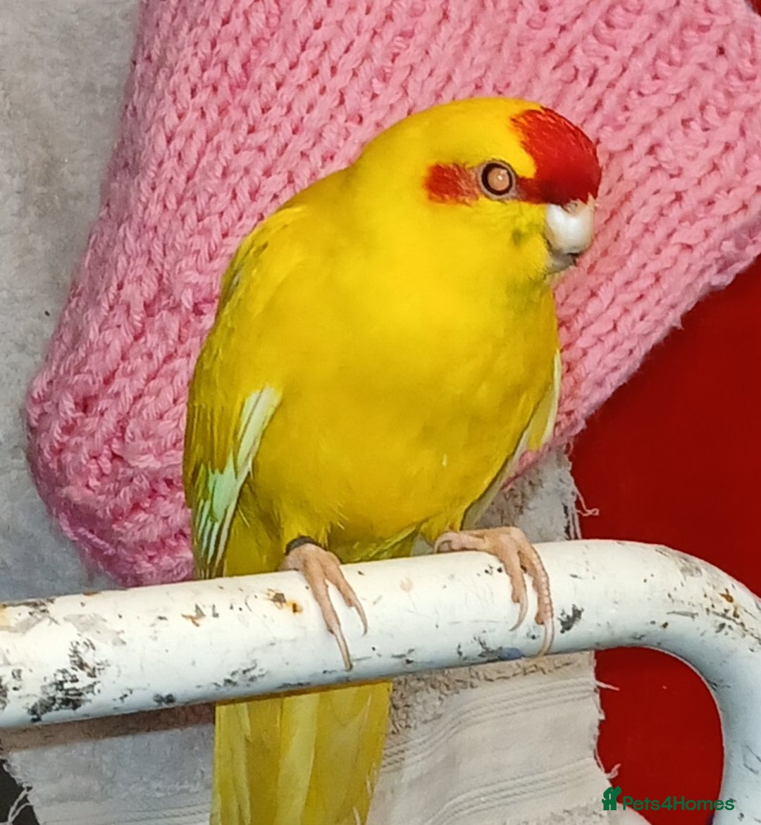 Parakeets birds for sale: Kakariki's x3 Males dna'd Kakariki's  - Advert 33