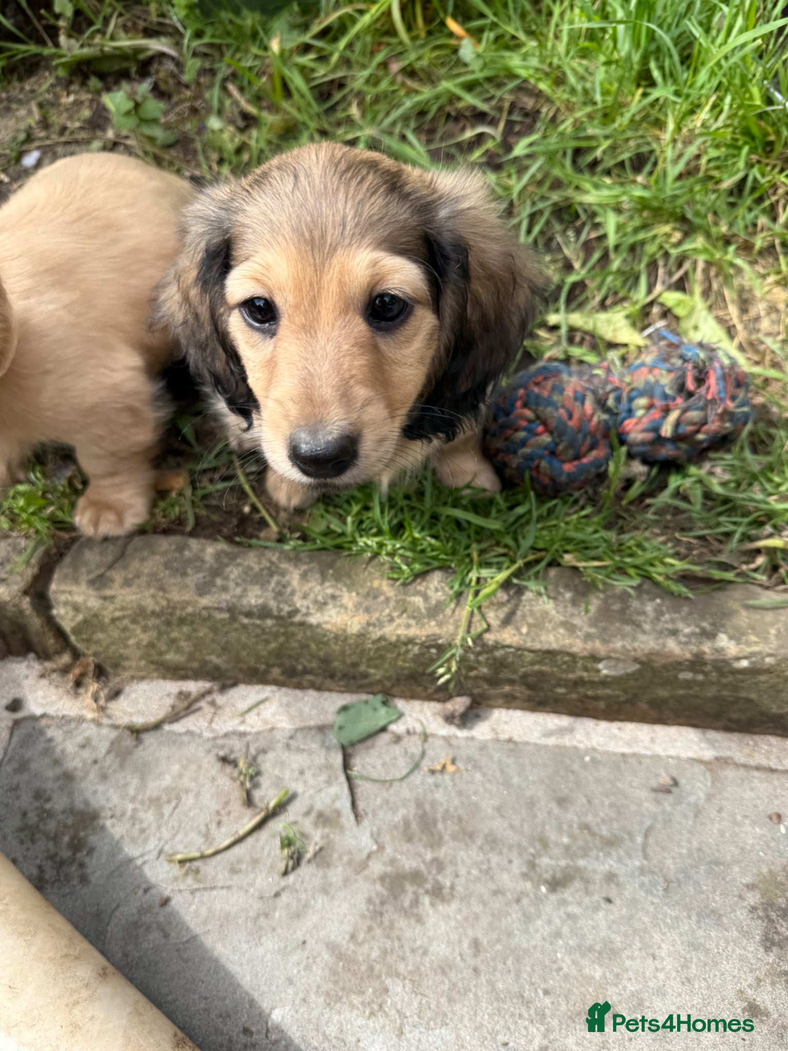 Miniature Dachshund dogs Ready to leave this weekend Cream long haired daxi - Advert 1