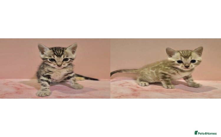 Bengal cats - Advert 3