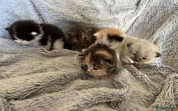 Ragdoll cats for sale: Ragdoll X Persian kittens - Image 5