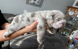 English Bulldog dogs for sale: LAST BOY ENGLISH BULLDOG PUP in South Ockendon - Image 7