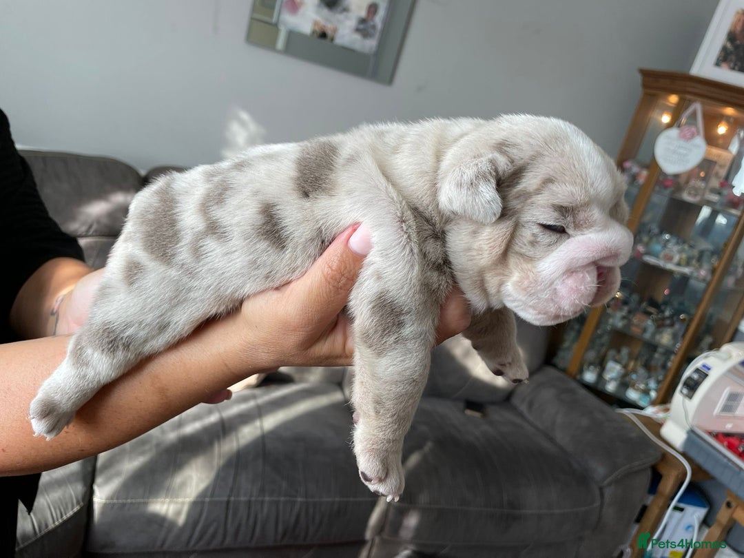English Bulldog dogs for sale: LAST BOY ENGLISH BULLDOG PUP in South Ockendon - Image 7