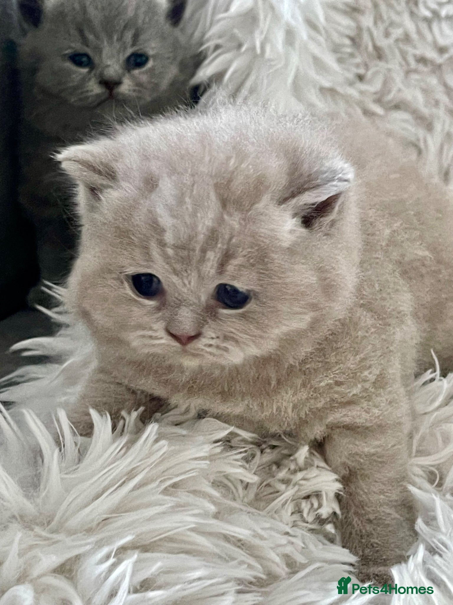 British Shorthair cats GORGEOUS PEDIGREE BRITISH SHORTHAIR  - Advert 8