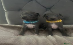 Italian Greyhound dogs for sale: 1 boy left  - Image 2